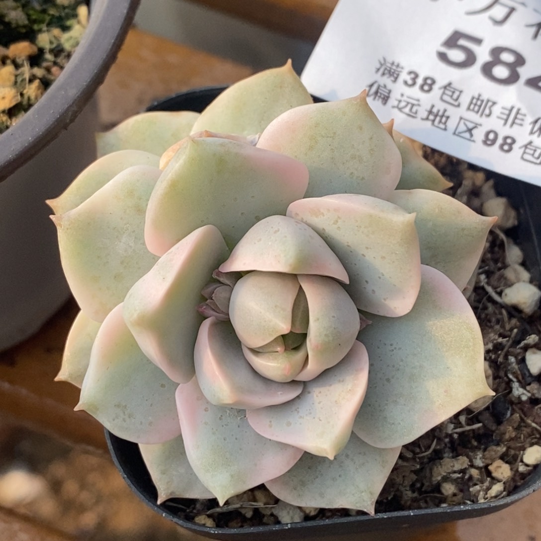 584白牡丹锦单头带根