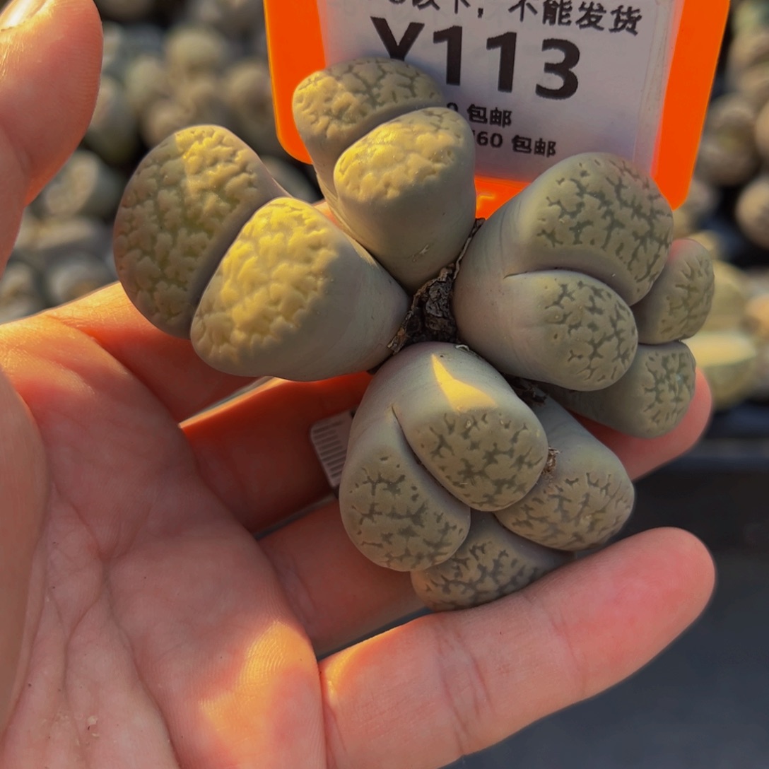 楚***姐113 SF5106754412662 SF5106754412662