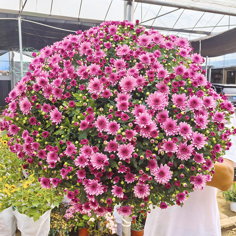 基地福利球菊(花期长 自然成形 很漂亮)千头菊荷兰菊