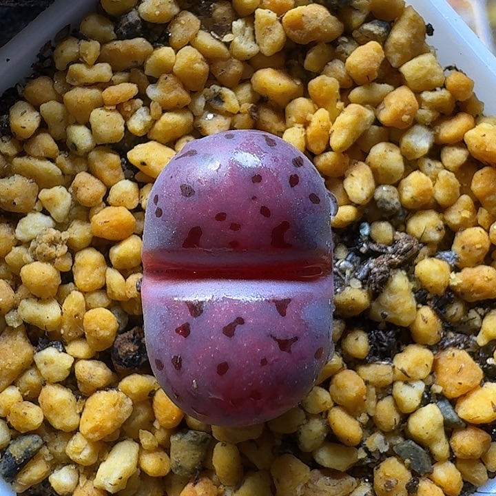 11222生石花。  90