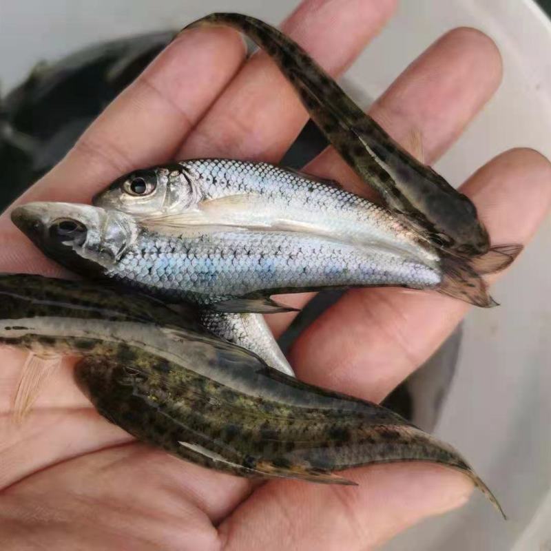 花骨鱼   淡水养殖