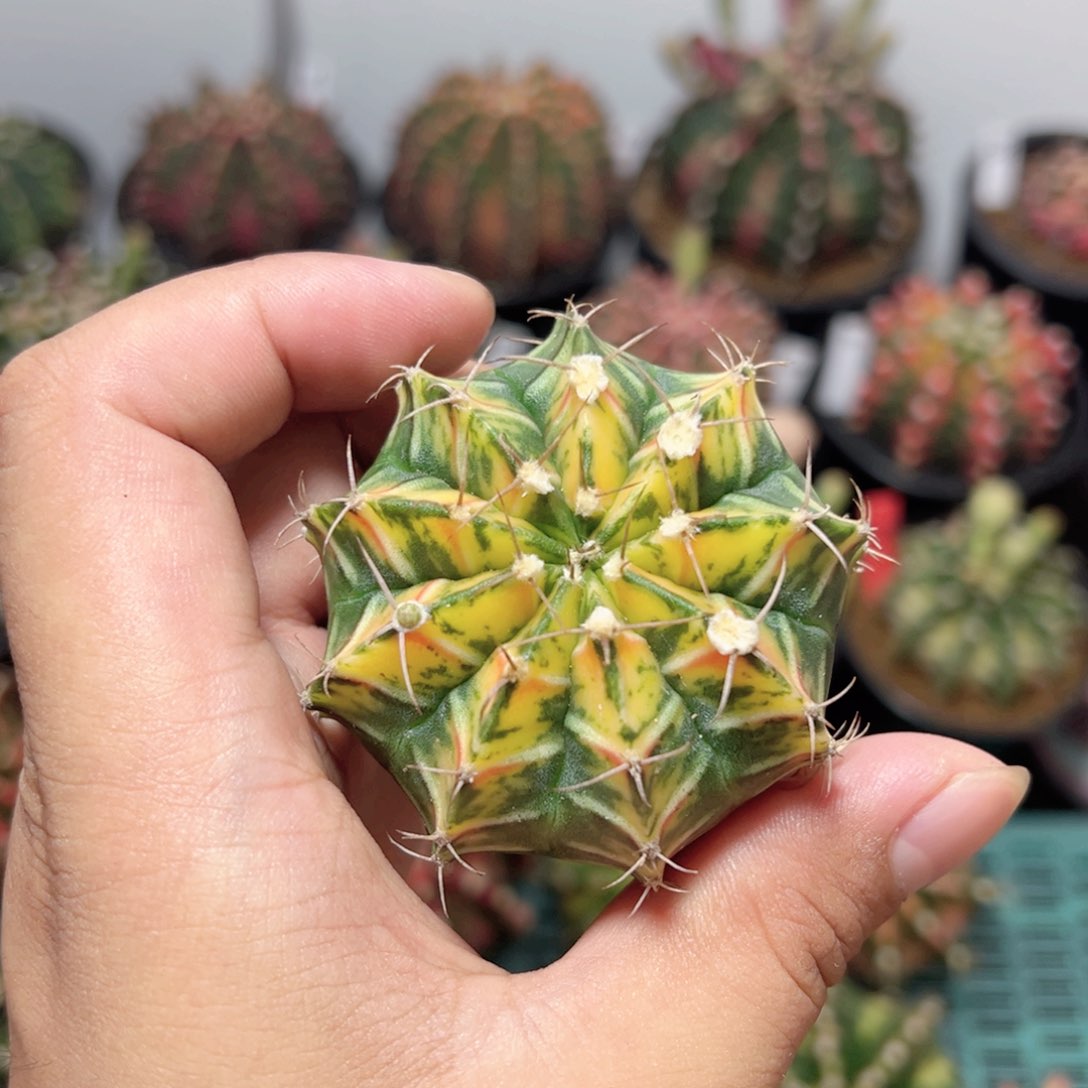 实生全品——脱土发货