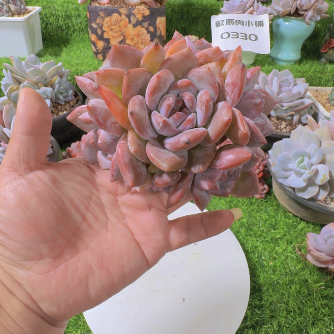 多肉植物石榴籽捧花0330