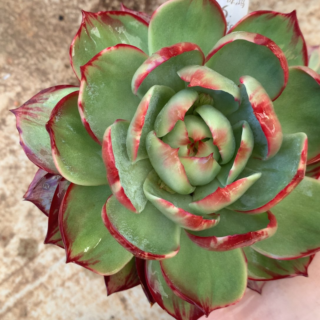 2206号多肉植物惊鸿15