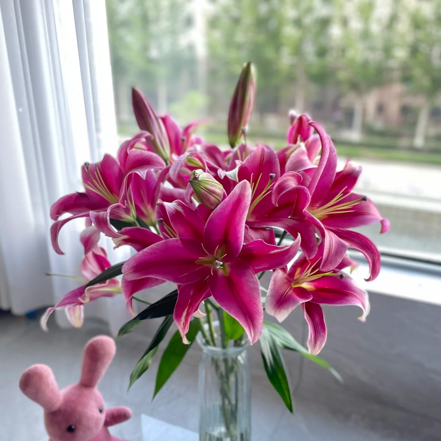 红福香水百合（上色和当地气候有关，介意者慎拍）