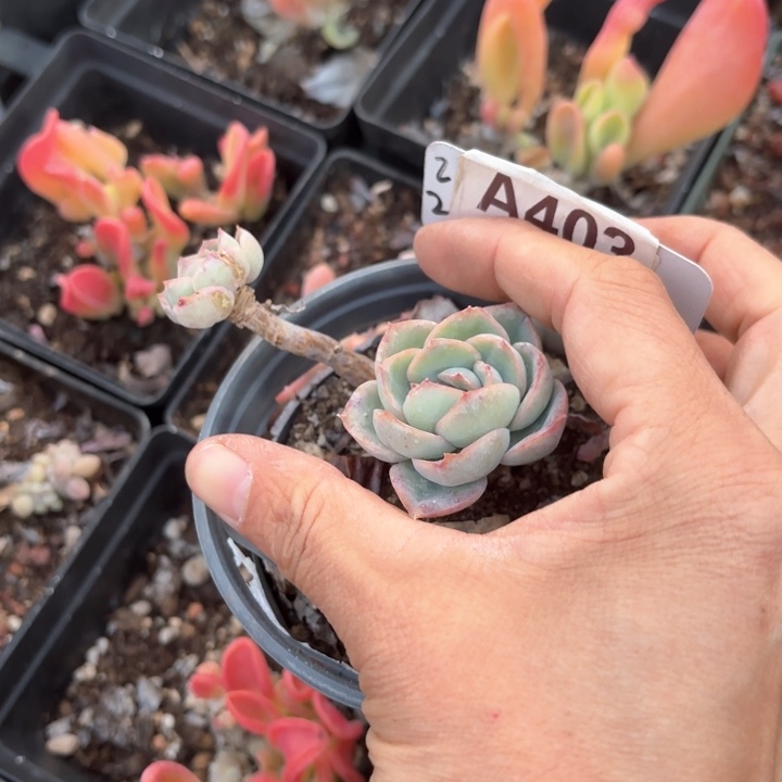 可***主c j x d h h d f 403