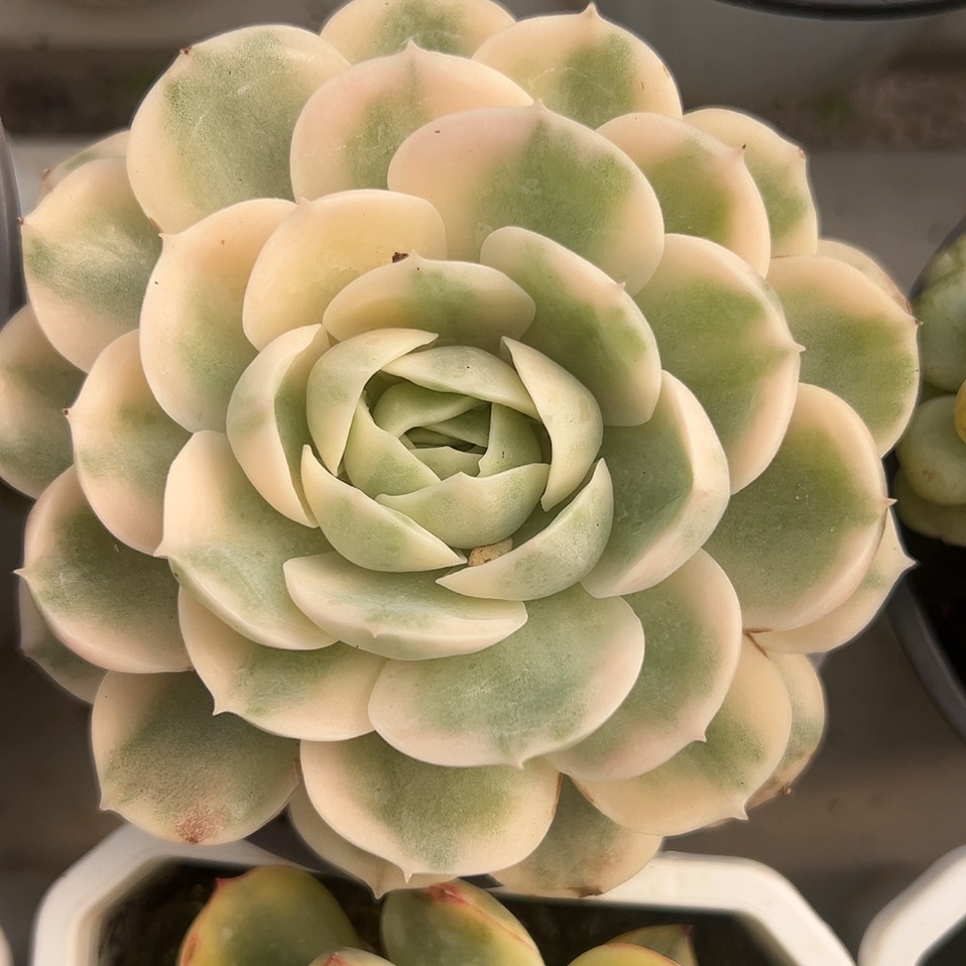 满38包邮昂斯诺锦