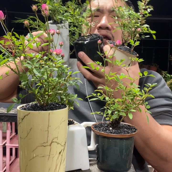 以实际为准养死补发植物，无期限。淡粉月季一盆器型随缘带盆发货
