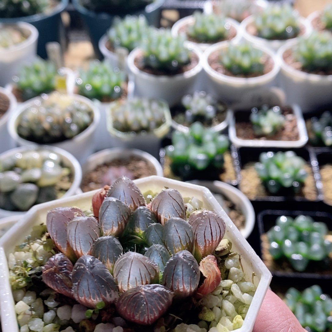 赤线锦多肉植物多肉植物