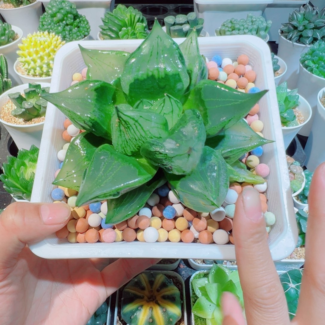 福利、裹船若多肉多肉