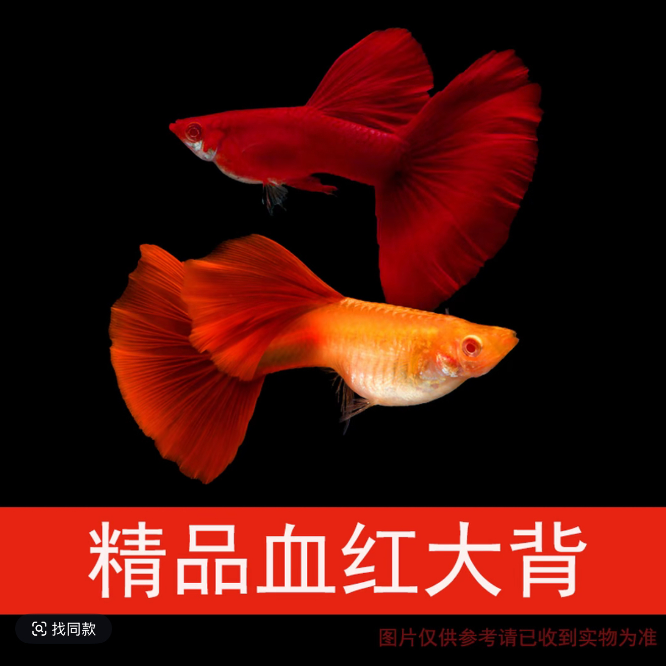 美系大背血红孔雀鱼经典品系观赏鱼好养耐活易繁殖