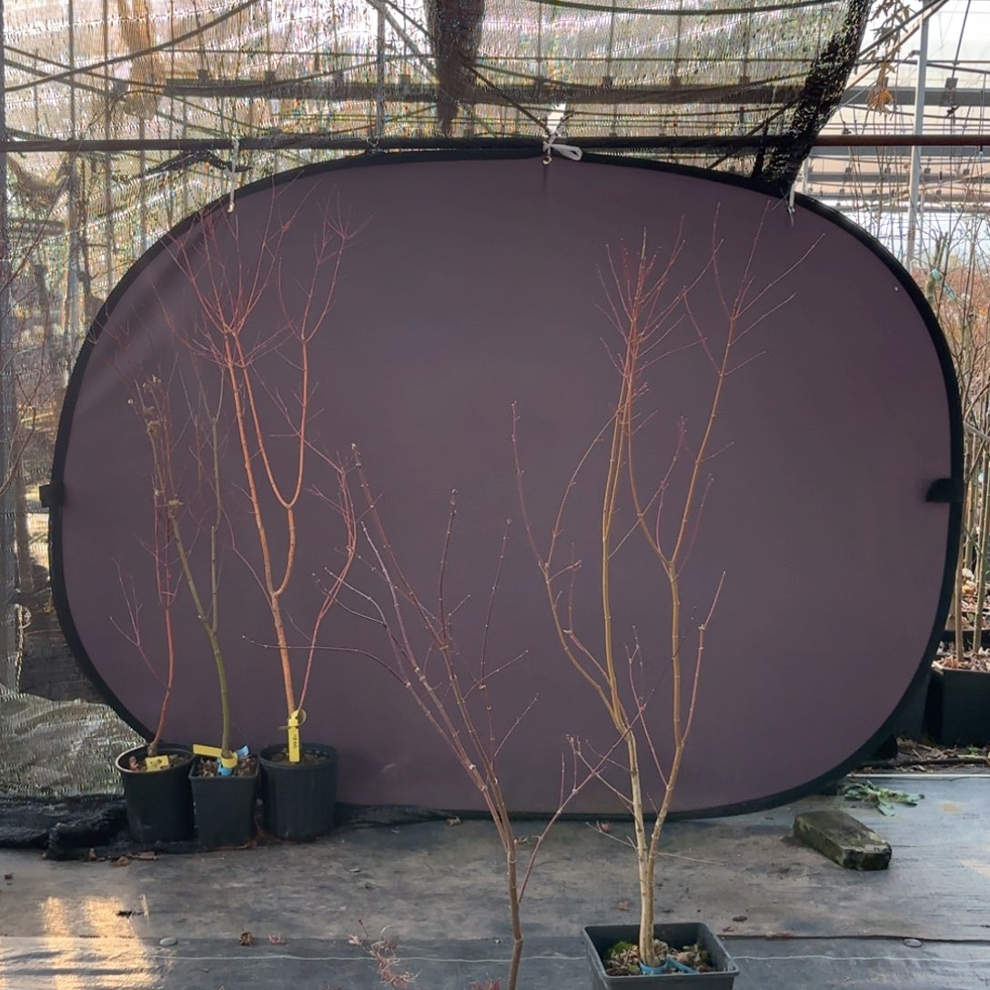 无花朵紫精灵和约旦枫树