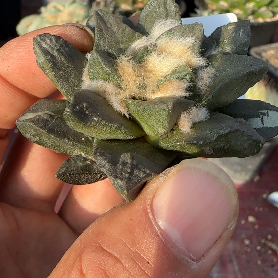 无花朵粗尤短尤精品龙角271