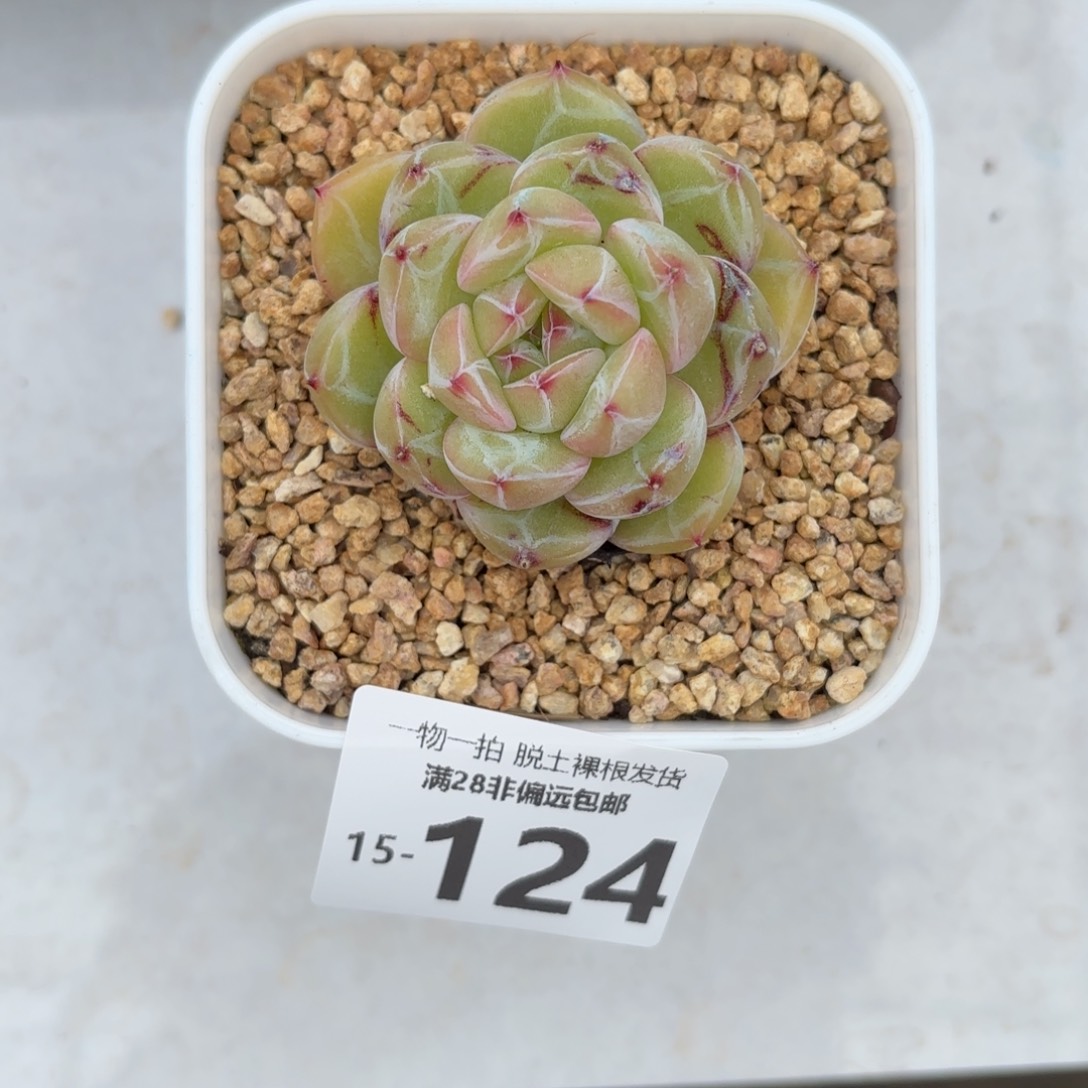 雪花珍妮带桩多肉多肉