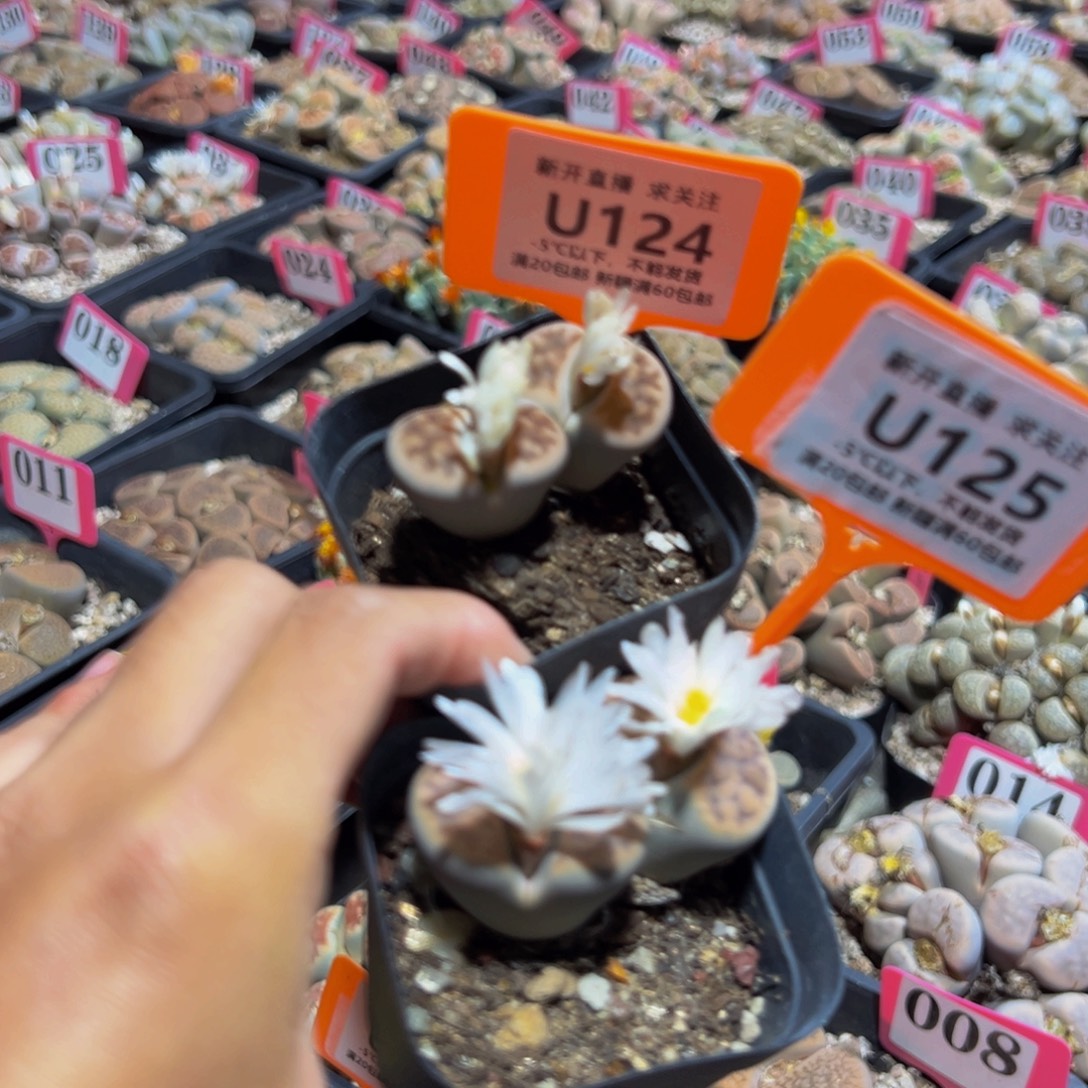 124.125 一物一拍，默认有伤，介意勿拍，不退不换