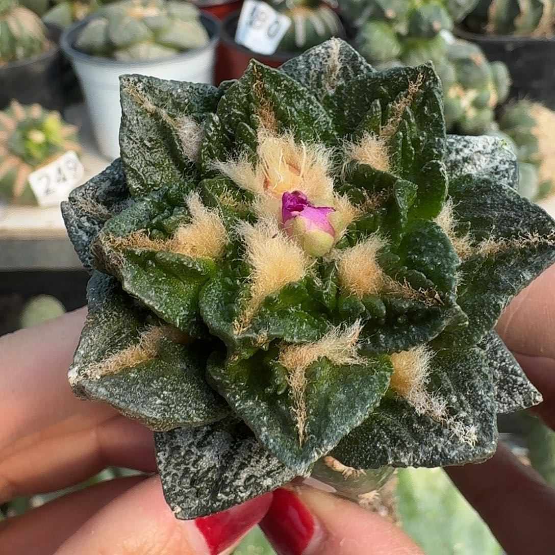 无花朵福利苗接龙角龟甲064