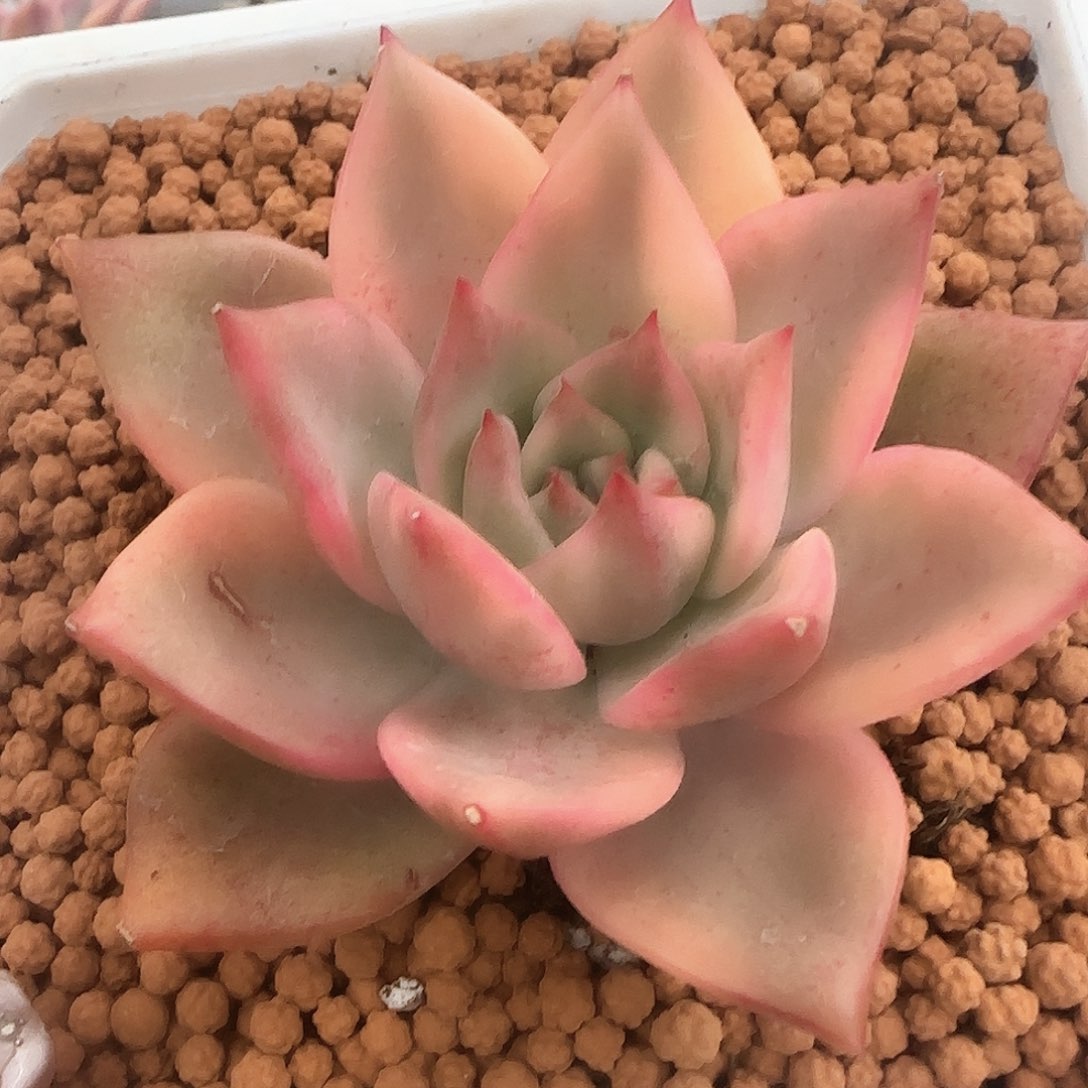 卡梅拉锦多肉植物