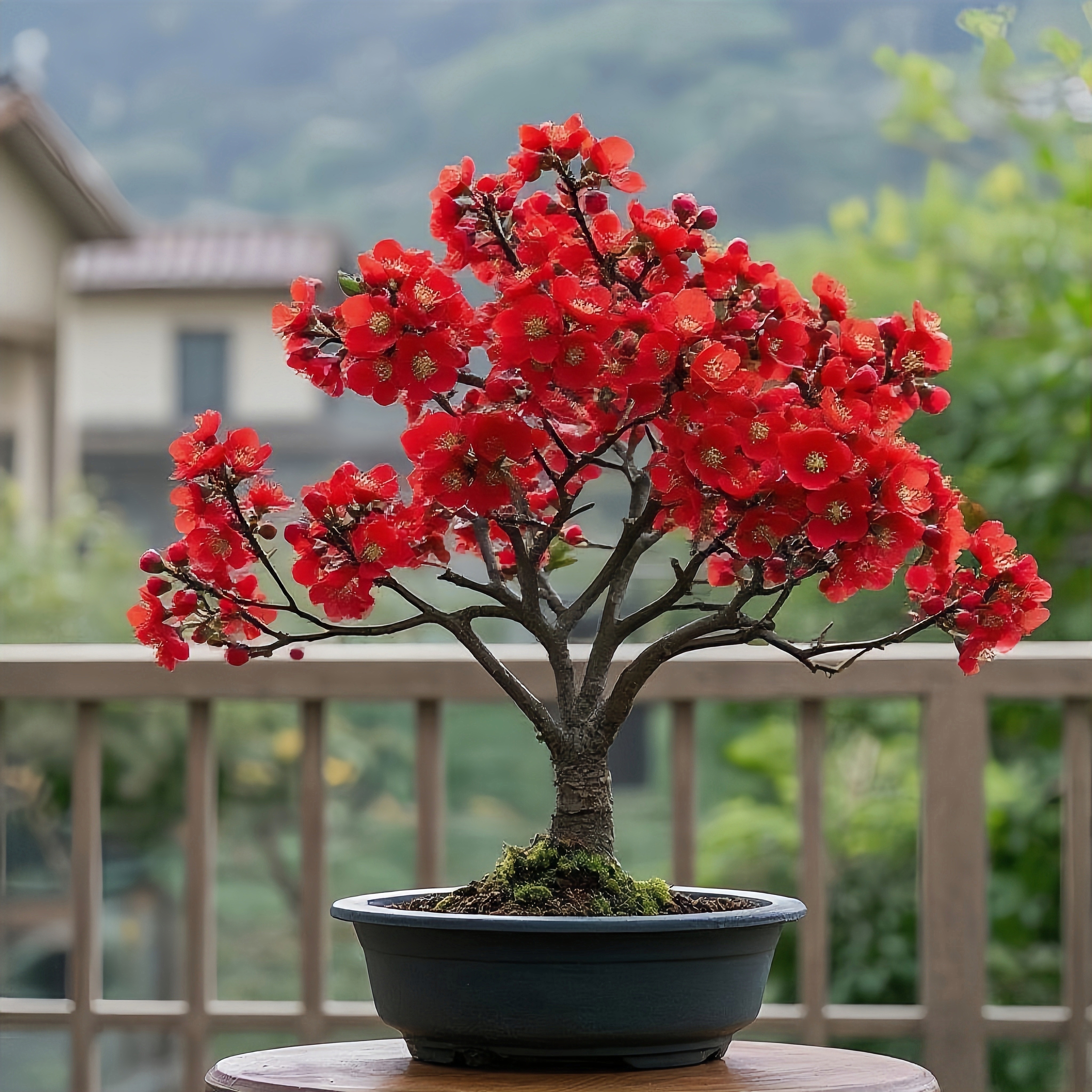 【带花苞】四季红梅腊梅树苗盆栽浓香型耐寒耐热室内外阳台庭院花卉