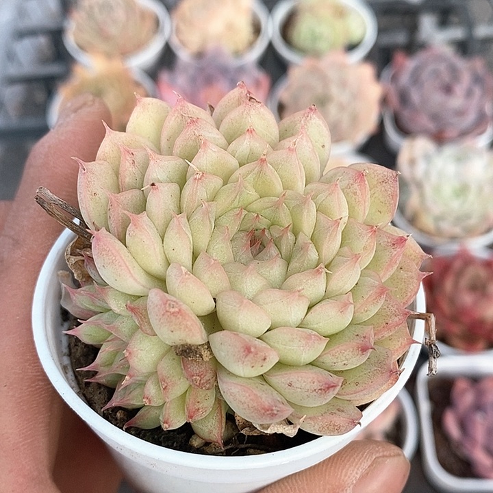 多肉植物一物一拍0192