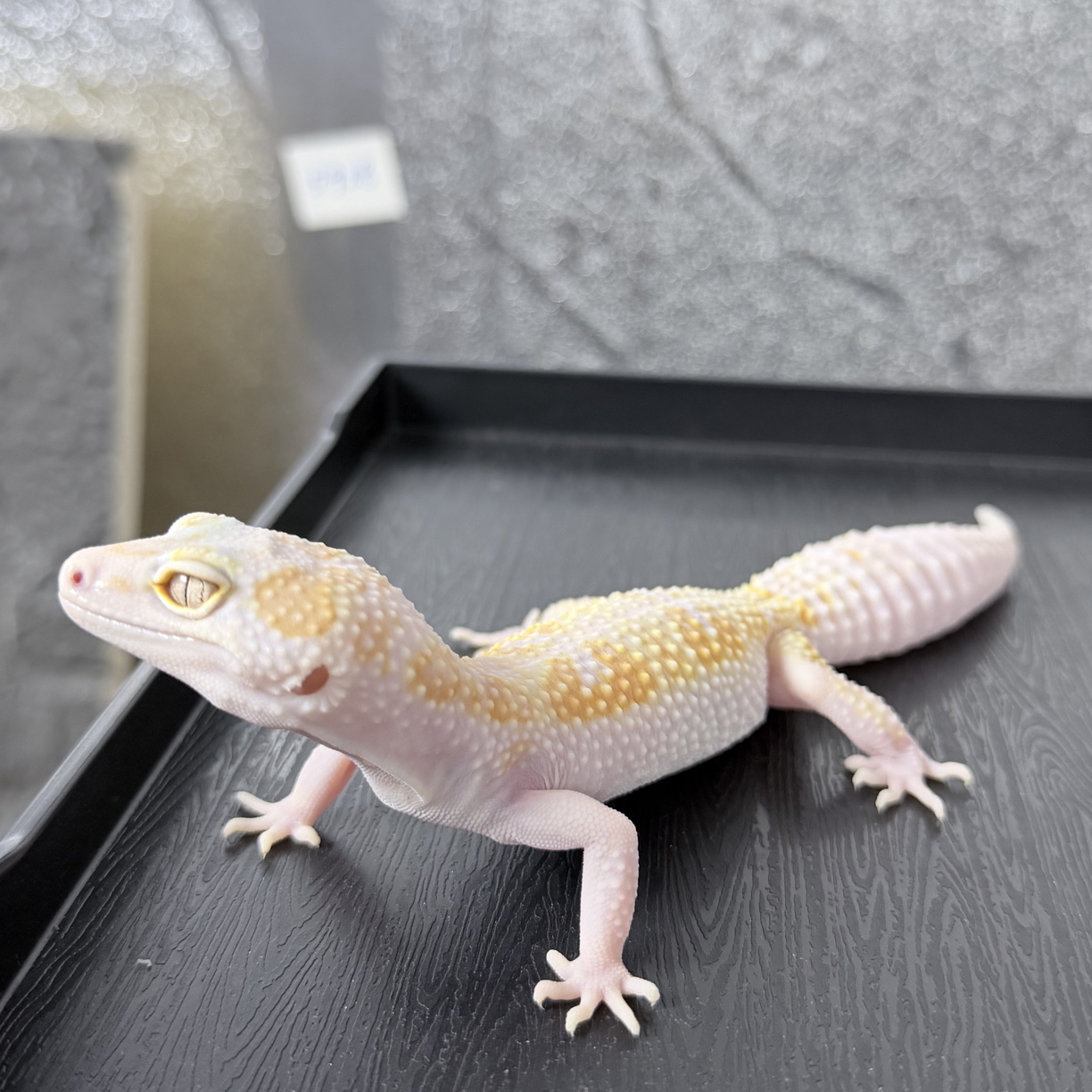 一物一拍•直播间链接 肥尾守宫豹纹守宫瘤尾守宫