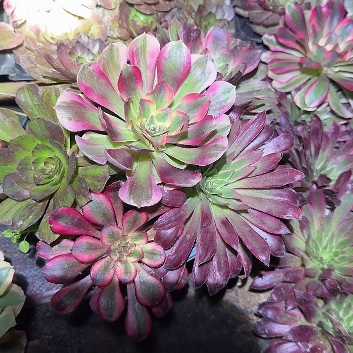 新人见面礼福利6颗法师不同品种