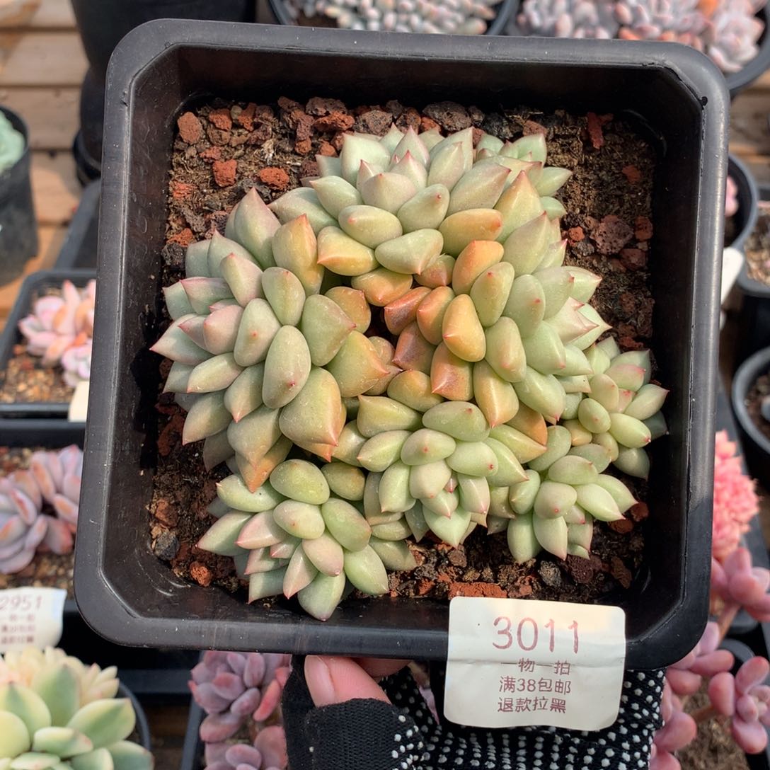 12厘米八头黄金象牙3011