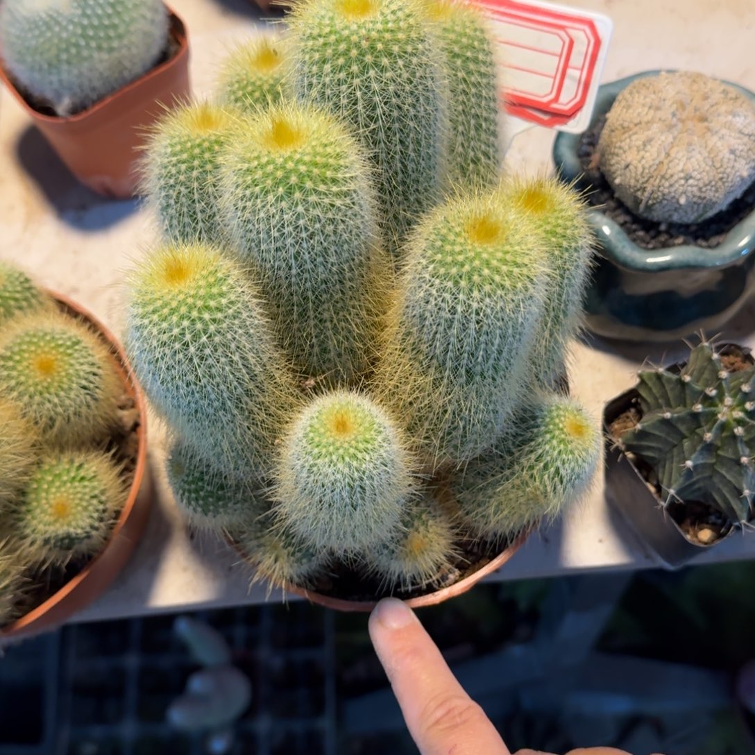 宝***爸可口可乐了可口可乐