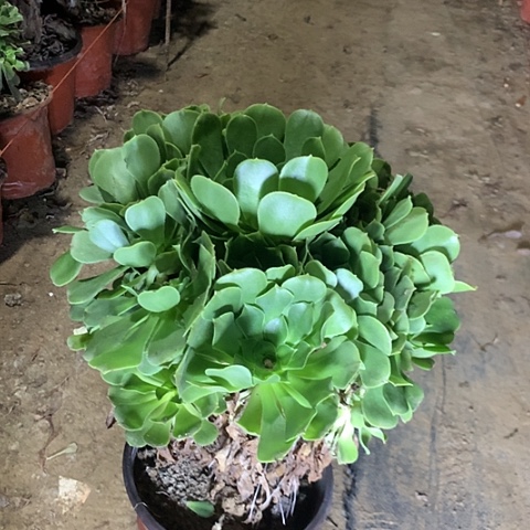 绿羊绒多肉植物法师21号