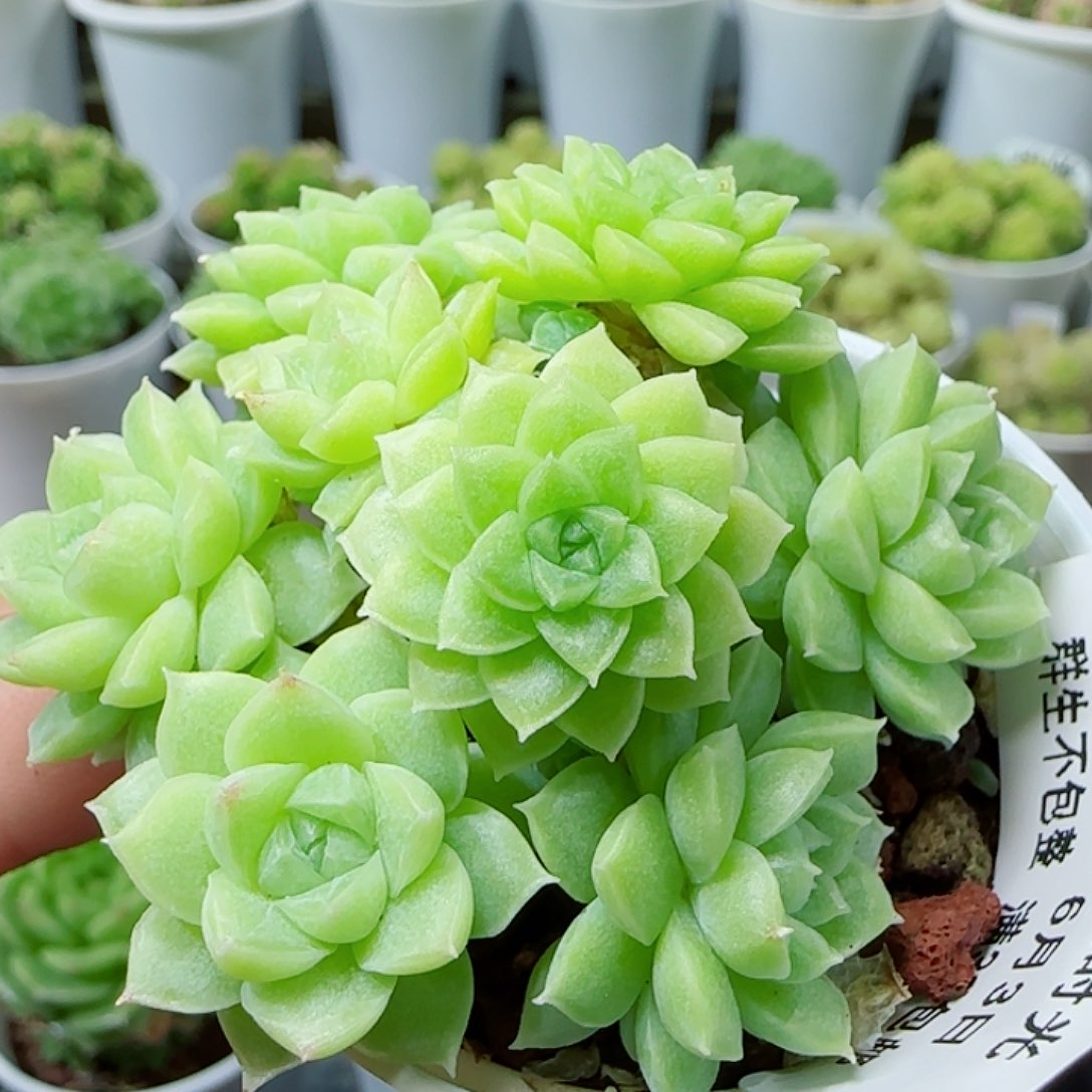 【闪购商品】0603-181优选麦杆