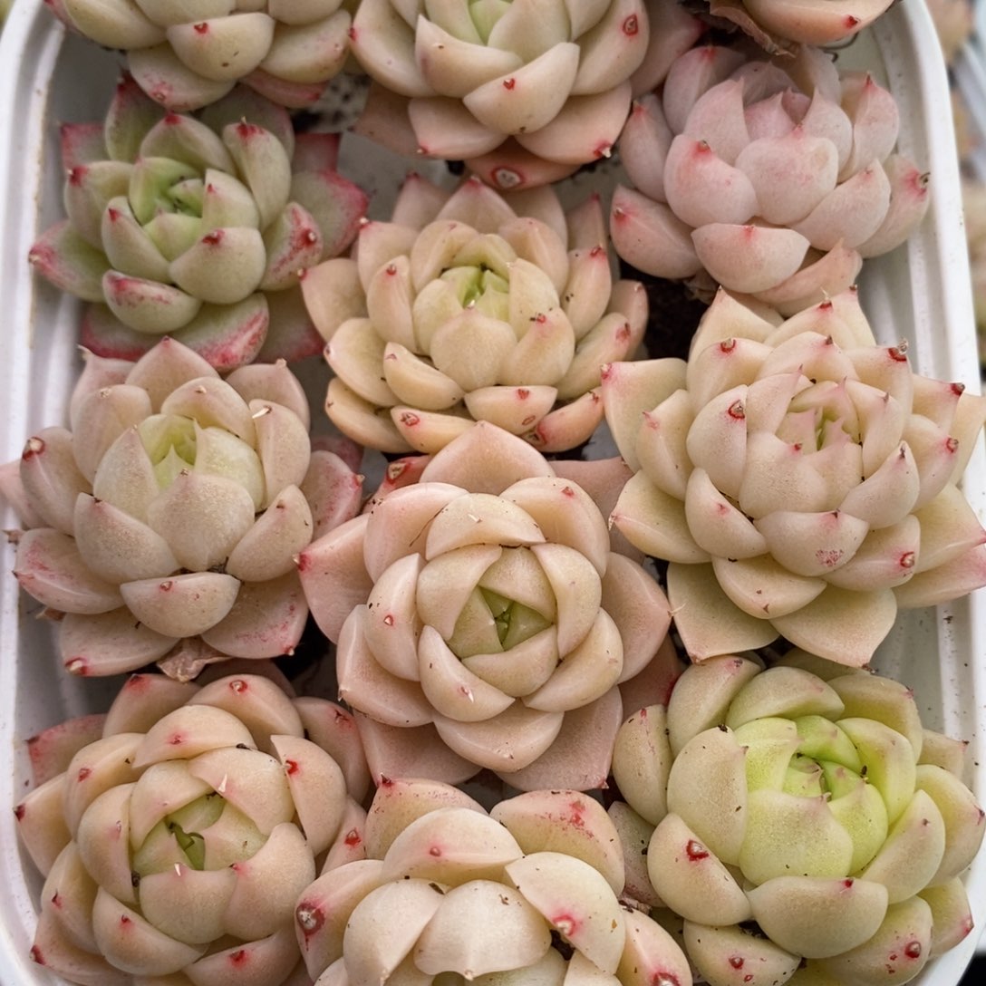 2-963 新疆西藏内蒙不发其他12.8包邮两到三厘米多肉