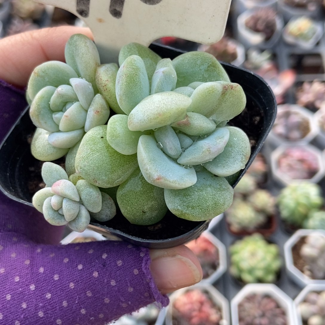 910冰玉石化多肉植物