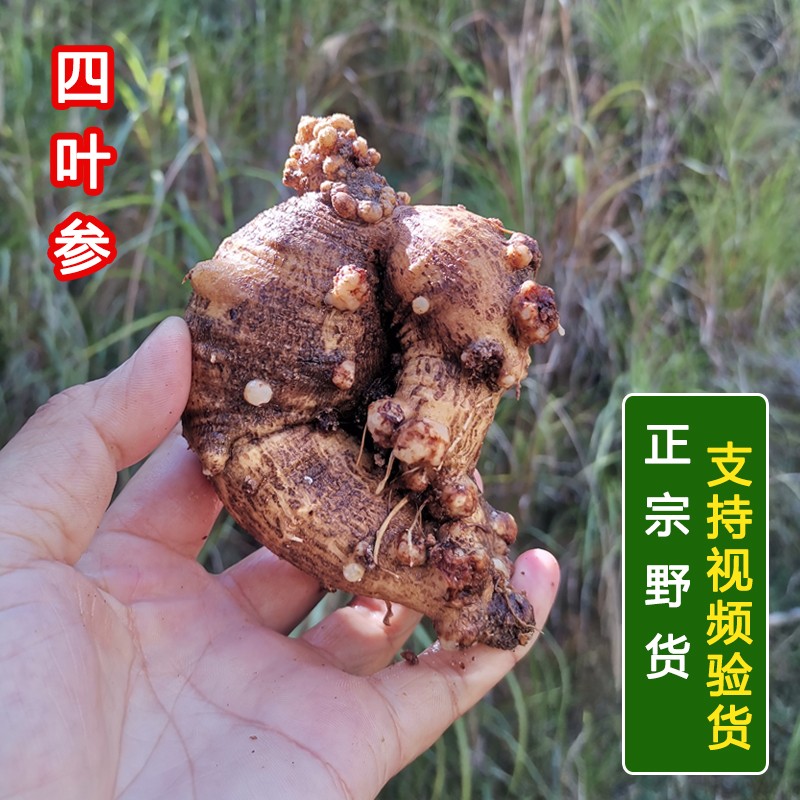 新鲜四叶参大别山农家现挖羊乳参山海螺正宗野生山萝卜土党参奶参