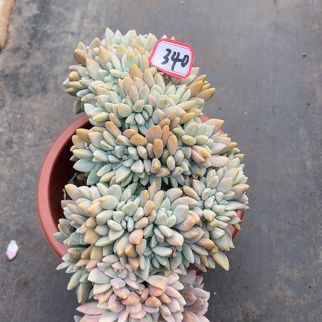 340淡雪缀带锦整板