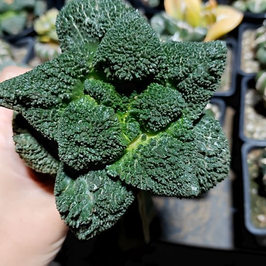 11公分无毛密密菜花超大型