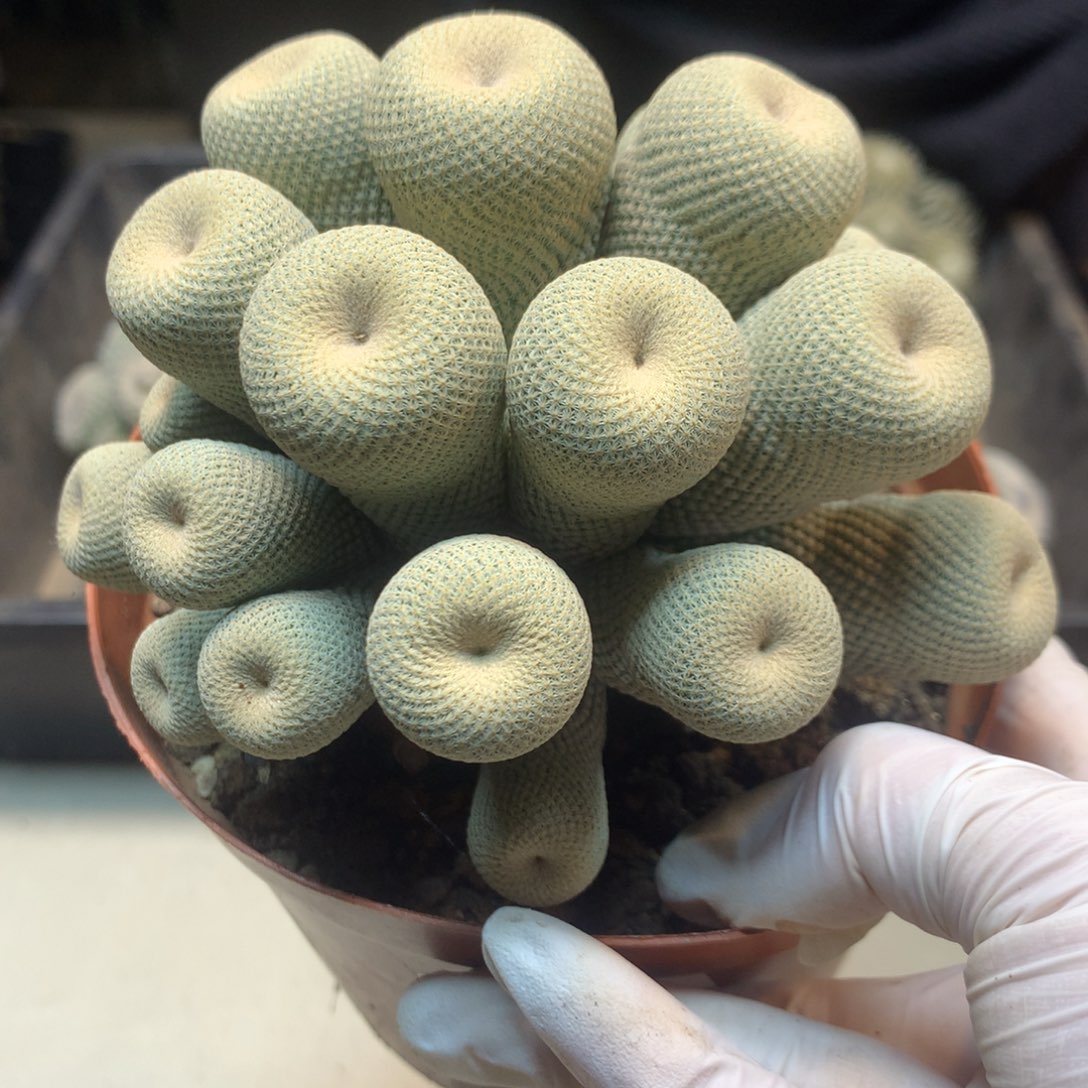   19号  草球嫁接 群生日系小人M 12公分