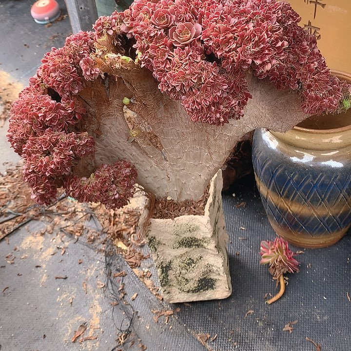 瑕疵玫瑰朵朵脱土发货