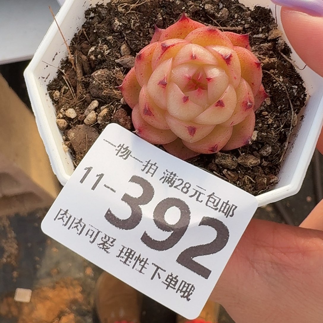 火烈鸟无盆土发货无