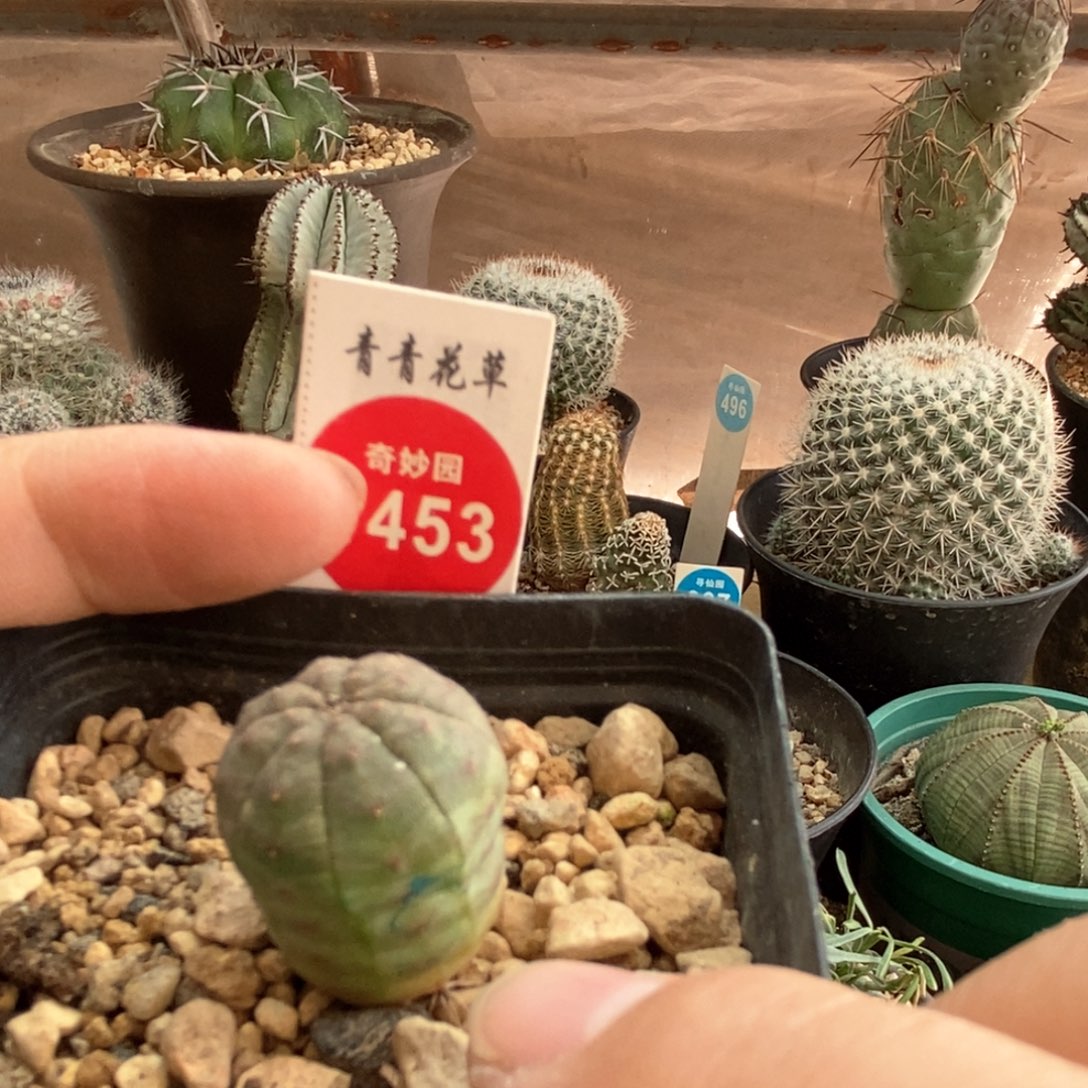 实生欧系布纹球杂交一颗仙人球