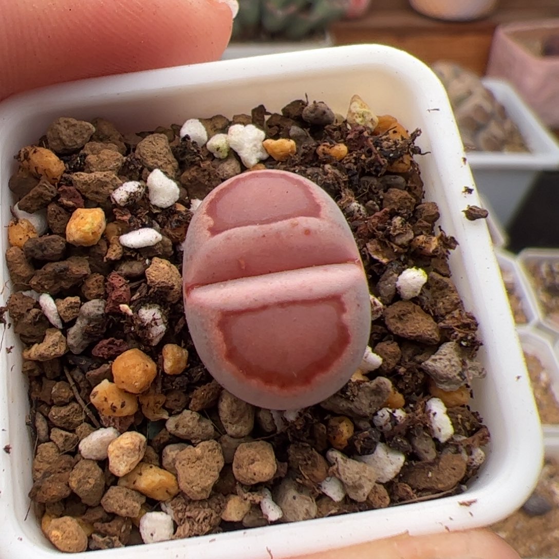 0508号紫饼干 多肉植物