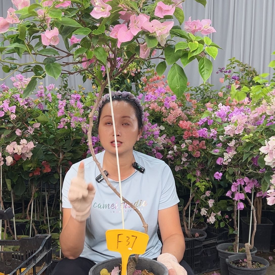 好***佳大部分花苞少量开放F37广红樱