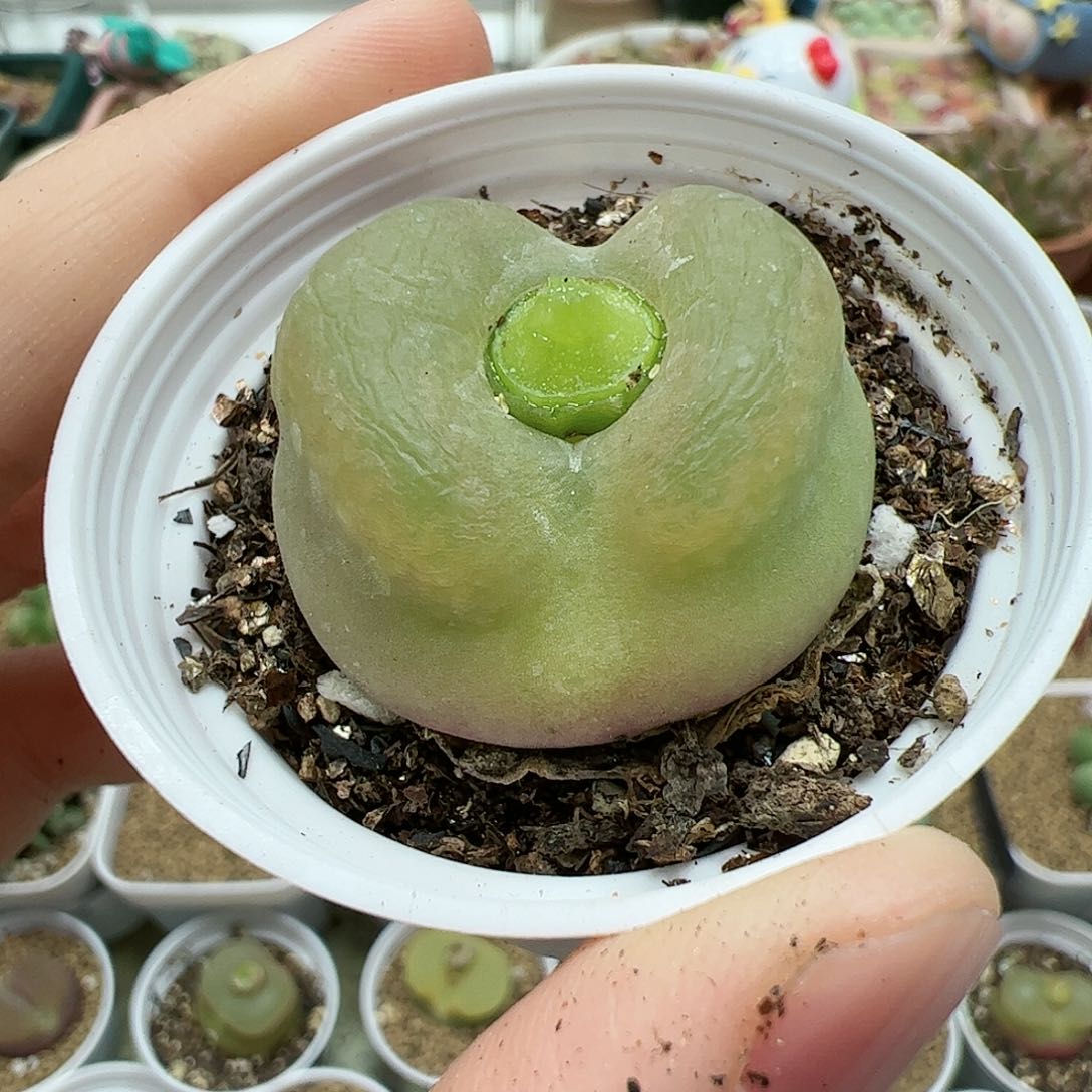 【闪购商品】57 带盆