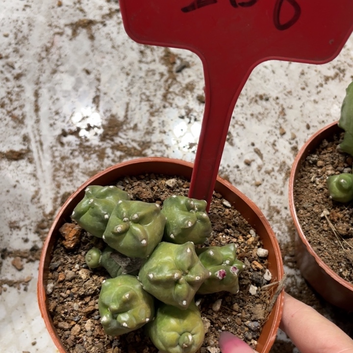 橙桃多头新品一物一拍206