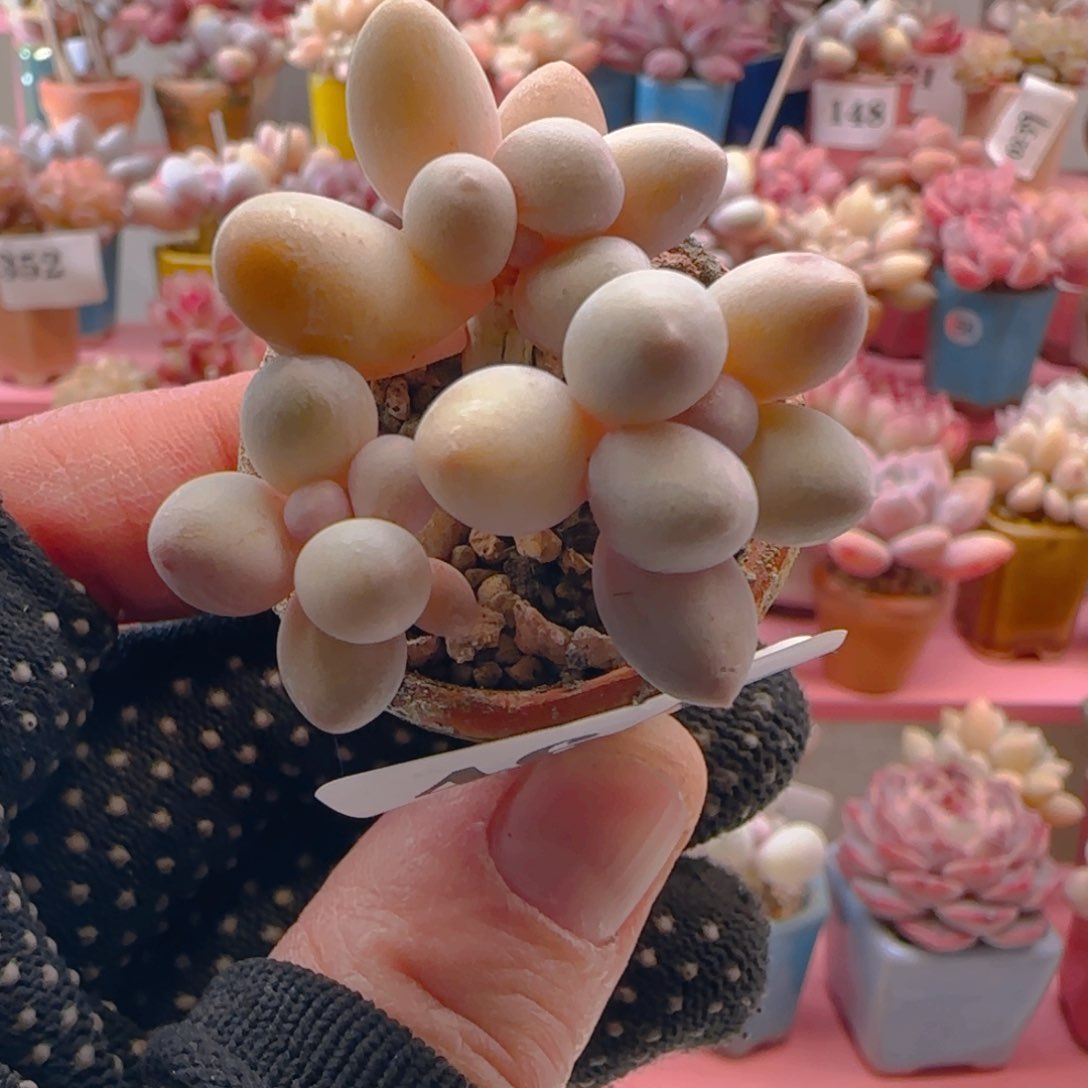 汤圆464 ，带盆土发货，满38包邮非偏远。