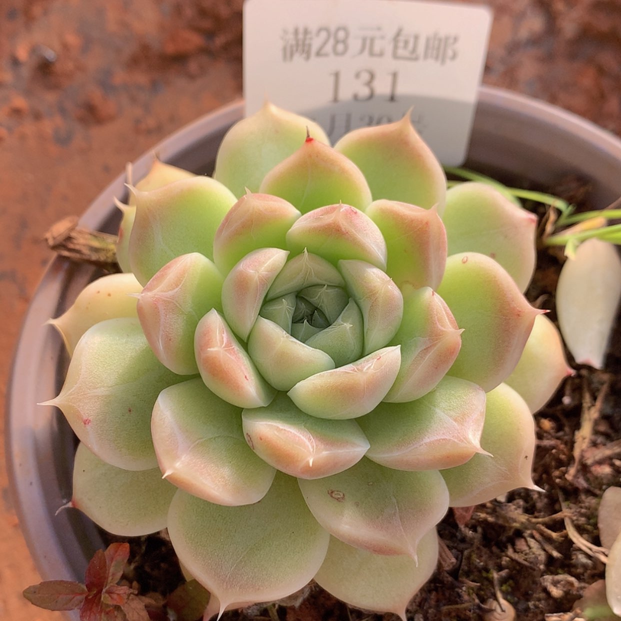 【闪购商品】云131号