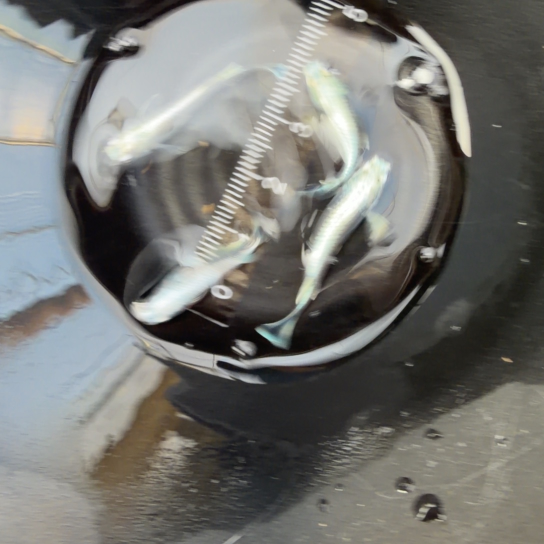 青鳉鱼观背青鳉15