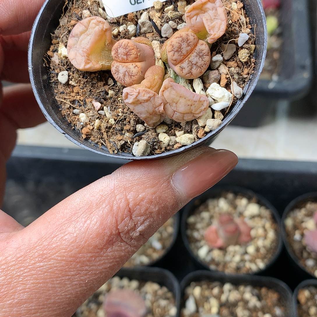 H28多肉植物保护研究所