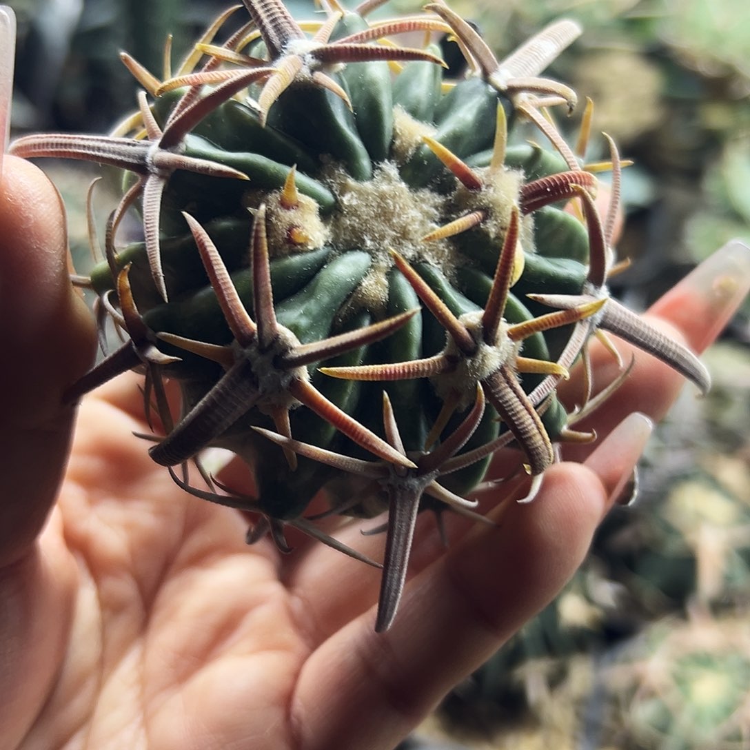 武藏林波有根仙人球66666666666