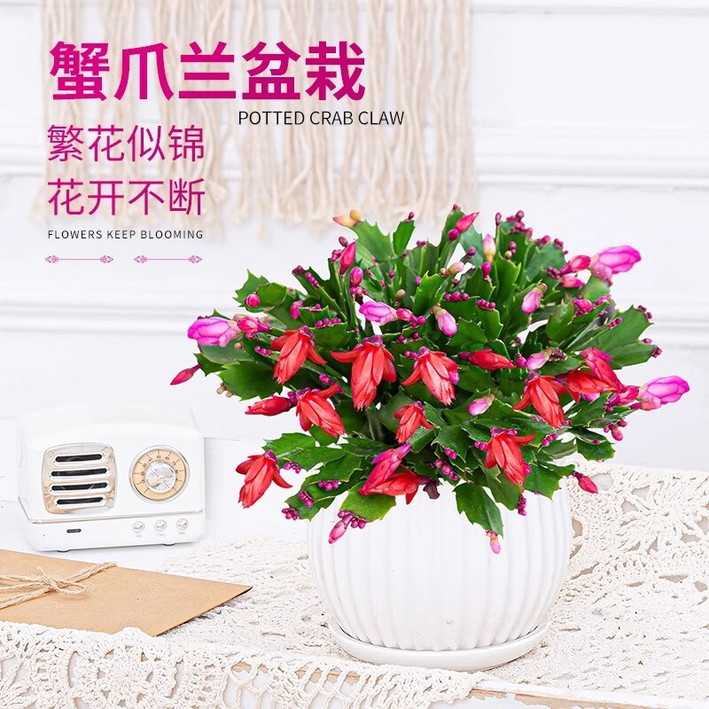 多色蟹爪兰盆栽带花苞带盆四季开花重瓣花卉植物