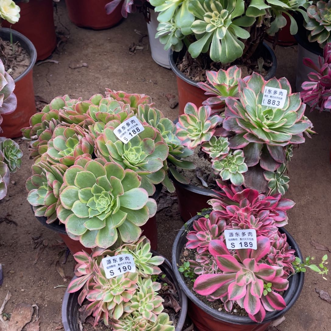 189-190-188-883四颗多肉法师断枝不包