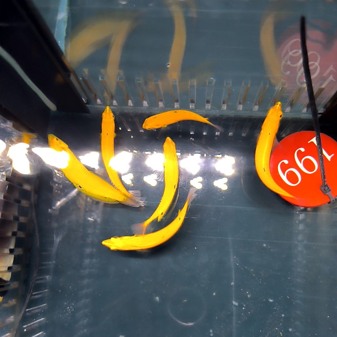 海水鱼黄龙4+3个/6-64-199